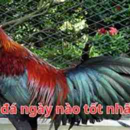 ga cu da ngay nao tot