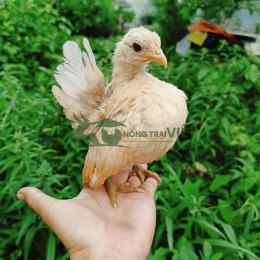 gà của phu phu đá