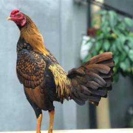 gà cuban đá cựa sắt