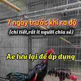 gà đá 5 hồ nghỉ máy ngày