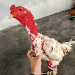 ga đá 67
