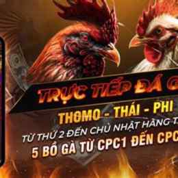 gà đá 88 trực tiếp