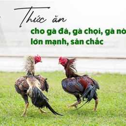 gà đá ăn thạch sùng