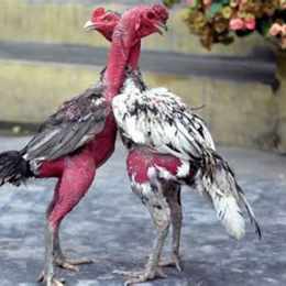 gà đá bị lọt bọng