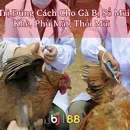 gà đá bị sổ mũi