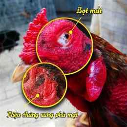 gà đá bị sưng mặt