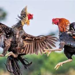 gà đá cậu 5