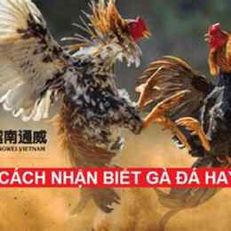 ga da cay