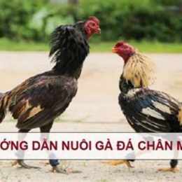 ga da chan dep