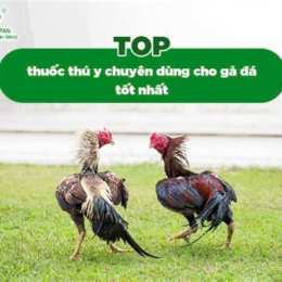 ga da cho tot soc trang