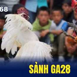 gà đá giải 12 tháng 3
