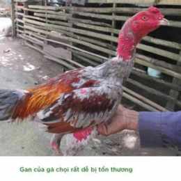 ga da giai 15/4