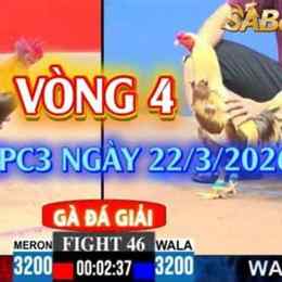 gà đá giải c3 hôm nay
