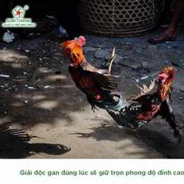gà đá giải lục đại tranh hùng