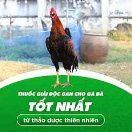 gà đá giải ngày 24 tháng 6