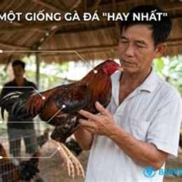 ga da hay nhat mien tay