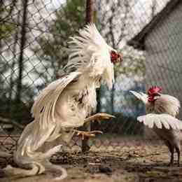 gà đá lông trắng