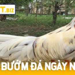 gà đá ngày nào tốt