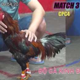 gà đá thomo 25 5