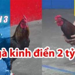 gà đá thomo 26 5