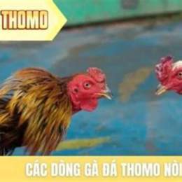 ga da thomo 28/5/2018