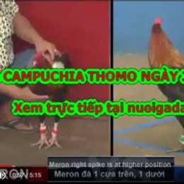 gà đá thomo 30 5