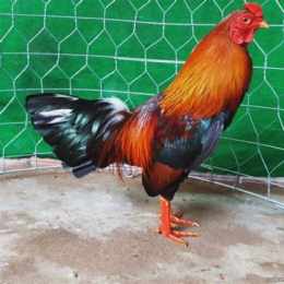 gà đá tiền tỷ