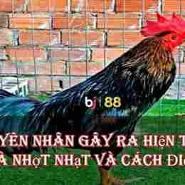 gà da trắng nhợt nhạt