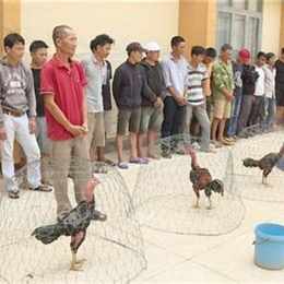 gà đá trường lớn