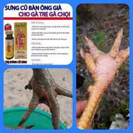 gà đá vài chân bị tím mặt