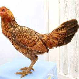 gà đá vảy rồng