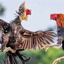 gà đi đá về bị khò khè