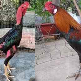 gà đòn đá gà cựa sắt