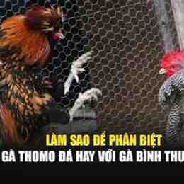 gà đòn thomo đá với gà tre