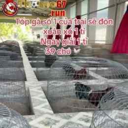 gà duyên ti đã thomo 27/5