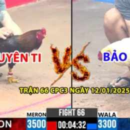 gà duyên ti đá vs bảo sting