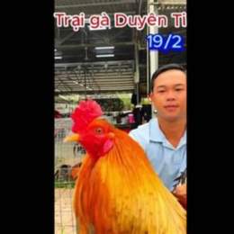 ga duyen ty da giai hom nay