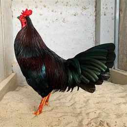 gà hưng cần thơ đá