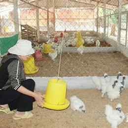 gà mã đà mua giống ở đâu