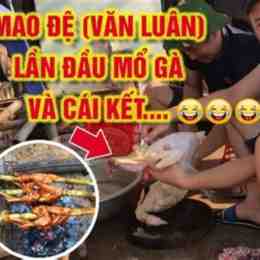gà mao đệ đá