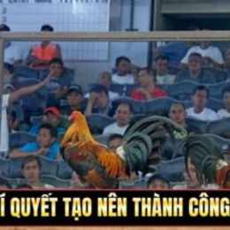 gà mít trà cú đá giải