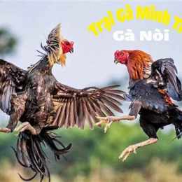 ga noi da cua