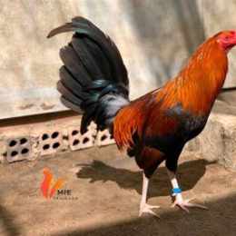 gà nòi đá mu lưng