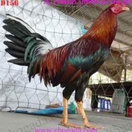 gà nòi đá tiền lớn 7789bet.top