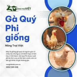 ga phi da cua sat