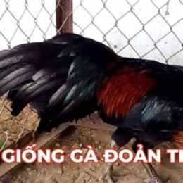 ga phuc binh duong da giai