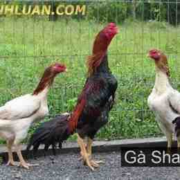 gà shamo đá