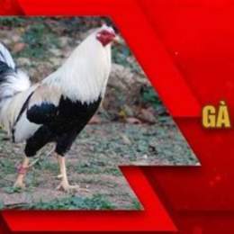 gà siêu mỹ đá cựa sắt