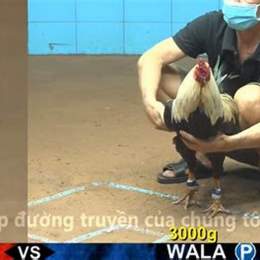 gà tân rạch giá đã với phúc bình dương