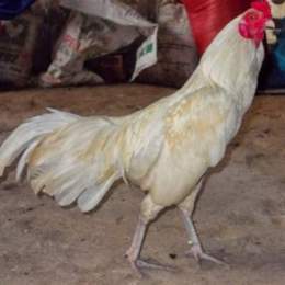 gà thái đá với gà việt